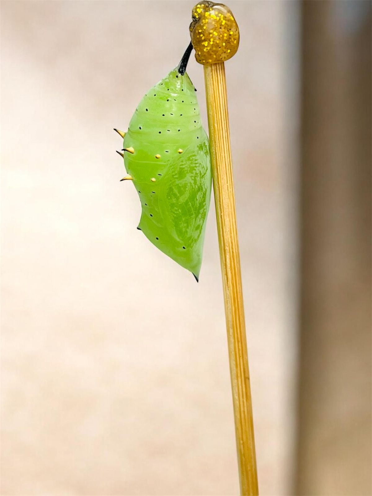 Crisálida individual Borboleta