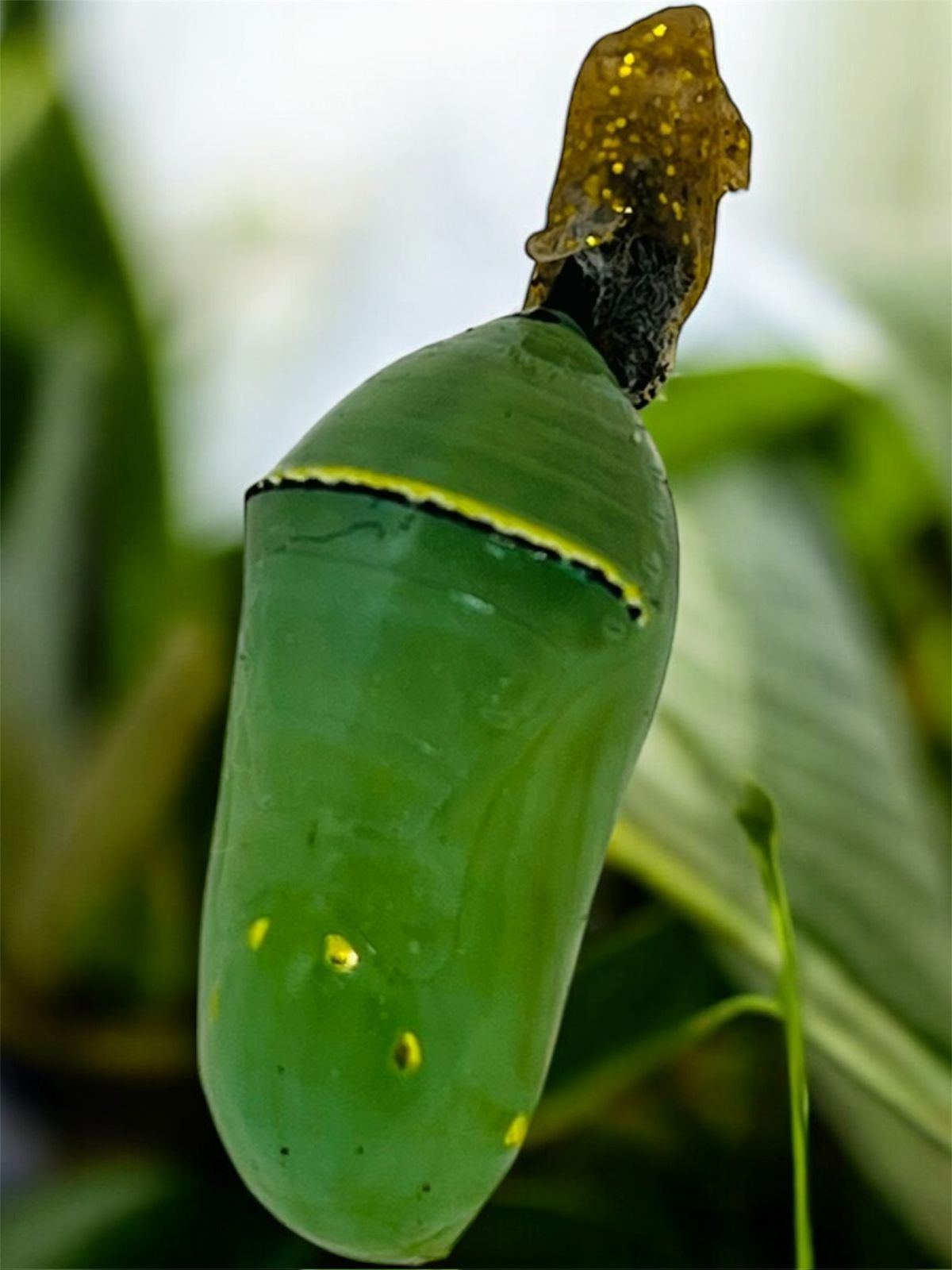 Crisálida individual Borboleta